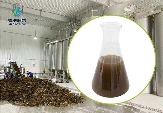 China Brown Algae Extract Original Manufacturer: Sustainable Sourcing, Advanced Processing